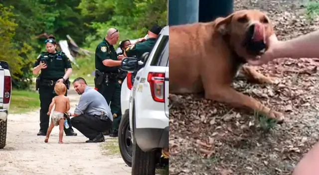 El menor fue encontrado junto a dos perros que se encargaron de cuidarlo. El menor fue encontrado junto a dos perros que se encargaron de cuidarlo.