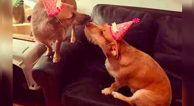 La mascota tuvo una peculiar reacción al ver un perro muy parecido a él. El video se volvió viral en Facebook. La mascota tuvo una peculiar reacción al ver un perro muy parecido a él. El video se volvió viral en Facebook.