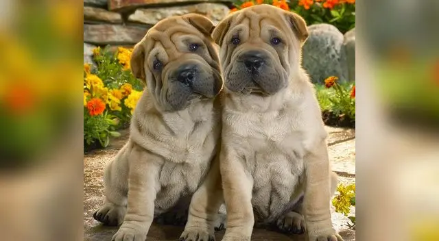 Muchos de los usuarios de Facebook indicaron que la escena le pareció “muy adorable”. Muchos de los usuarios de Facebook indicaron que la escena le pareció “muy adorable”.