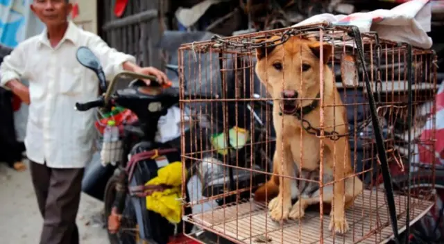 El Gobierno de China ha informado que viene elaborando nuevas leyes a fin de erradicar por completo la venta de vida silvestre.