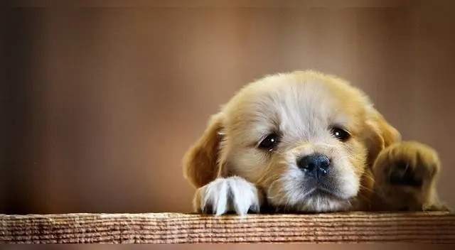 Una escena ha conmovido a todos los usuarios de las redes sociales al mostrar el estremecedor llanto de un perro que creyó que su amigo había muerto. Una escena ha conmovido a todos los usuarios de las redes sociales al mostrar el estremecedor llanto de un perro que creyó que su amigo había muerto.