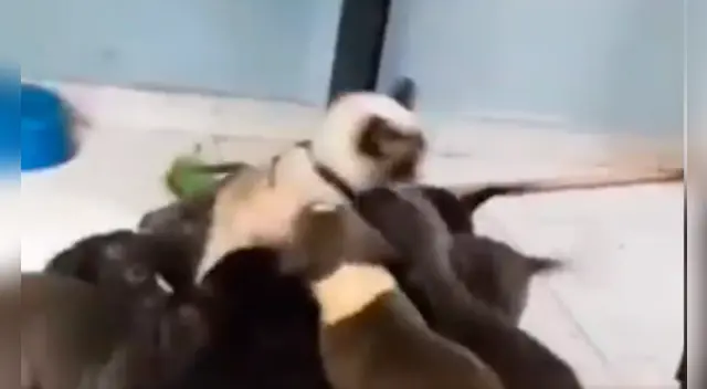 El cómico video causó sensación en las redes sociales. El cómico video causó sensación en las redes sociales.