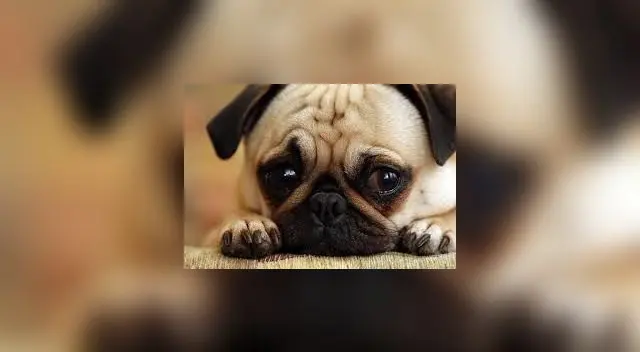 Un pequeño cachorro fue captado cuando lloraba por largos minutos cuando vio a su amiguito sin poder moverse y en el piso. Un pequeño cachorro fue captado cuando lloraba por largos minutos cuando vio a su amiguito sin poder moverse y en el piso.