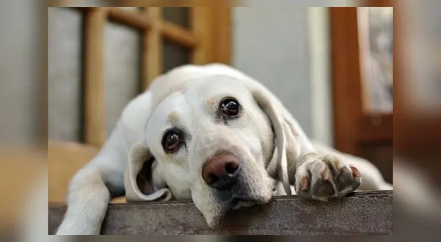 Perrito llora desconsoladamente al creer que su amigo estaba muerto. Perrito llora desconsoladamente al creer que su amigo estaba muerto.