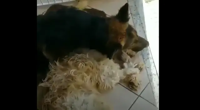 Perrito llora en video viral Perrito llora en video viral