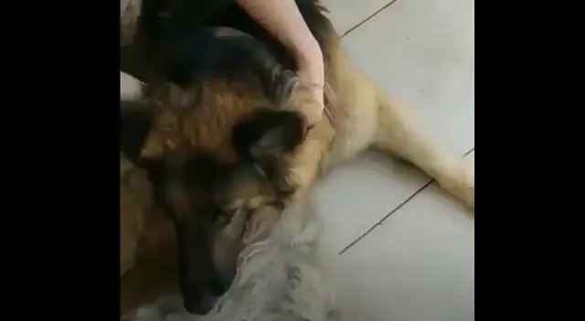 Perrito llora en video viral Perrito llora en video viral