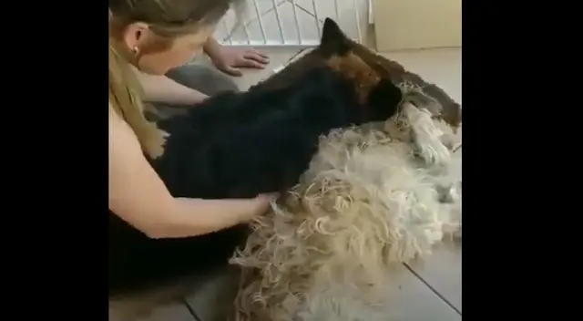 Perrito llora en video viral Perrito llora en video viral