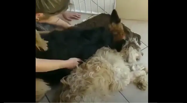 Perrito llora en video viral Perrito llora en video viral