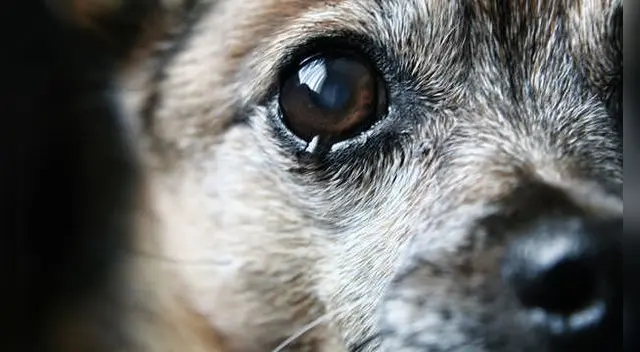 Cachorrito llora al ver a su amigo tirado en el piso. Video se hizo viral en redes sociales. Cachorrito llora al ver a su amigo tirado en el piso. Video se hizo viral en redes sociales.