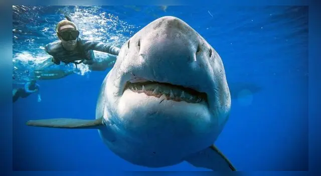 El sujeto nadó más de tres kilómetros en una zona repleta de tiburones. Se pudo salvar de morir, pero perdió lo que mas amaba en el accidente. El sujeto nadó más de tres kilómetros en una zona repleta de tiburones. Se pudo salvar de morir, pero perdió lo que mas amaba en el accidente.