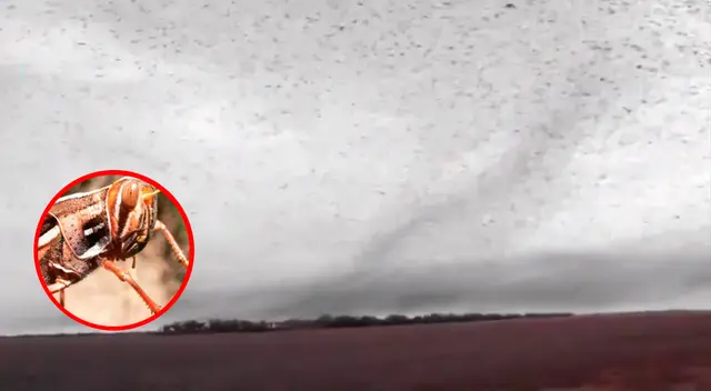 Nube de langostas en Argentina. Nube de langostas en Argentina.