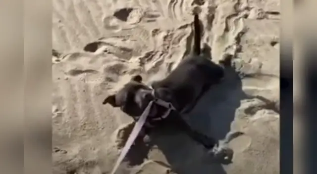 El travieso can se volvió viral en las redes sociales.