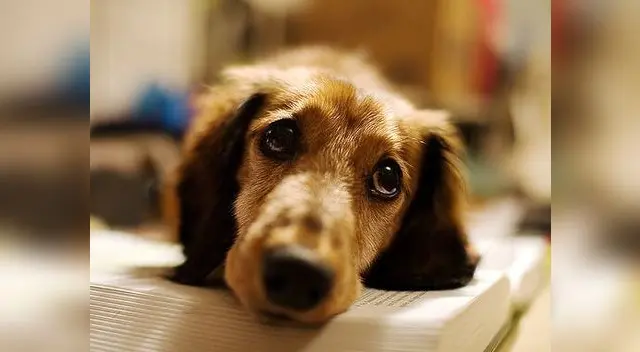 El can protagonizó un conmovedor momento por su amigo cachorro. El can protagonizó un conmovedor momento por su amigo cachorro.