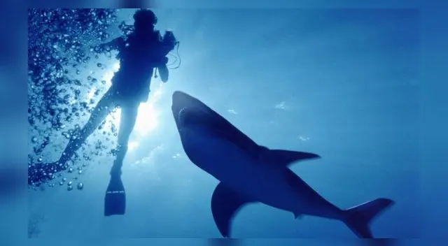 Australiano tuvo que nadar con tiburones tras accidente en medio del mar. Australiano tuvo que nadar con tiburones tras accidente en medio del mar.