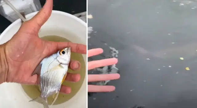 Video en TikTok generó diversas reacciones por parte de los usuarios.