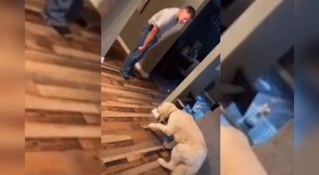 La divertida escena del travieso perrito fue compartido en TikTok y en otras redes sociales. La divertida escena del travieso perrito fue compartido en TikTok y en otras redes sociales.