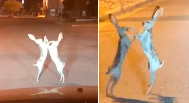 La liebres lucharon paradas durante varios minutos. La liebres lucharon paradas durante varios minutos.