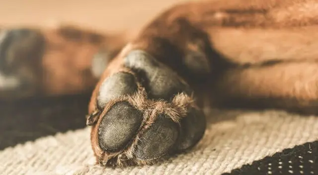 Historia del perro conmovió a todos en las redes sociales. Historia del perro conmovió a todos en las redes sociales.