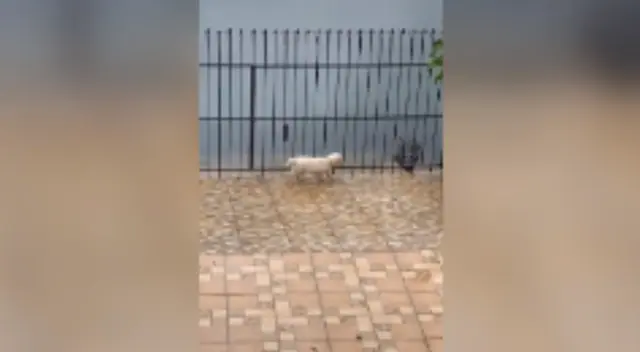 El perro y el cococdrilo protagonizaron tenso momento.
