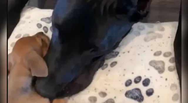 El tierno video conmovió a miles de internautas en las redes sociales.