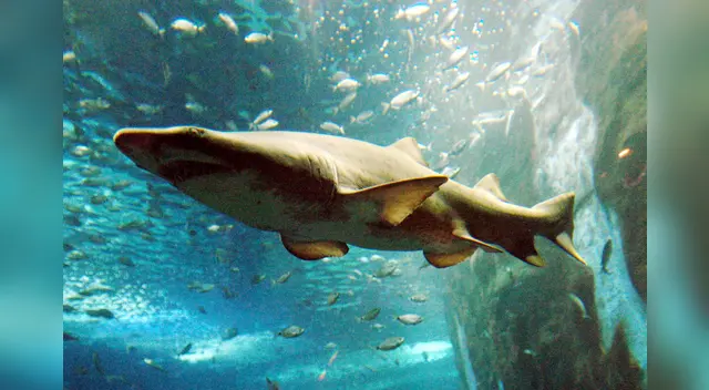 Hombre salva de morir tras nadar con tiburones por 4 horas Hombre salva de morir tras nadar con tiburones por 4 horas