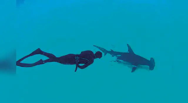 Hombre salva de morir tras nadar con tiburones por 4 horas Hombre salva de morir tras nadar con tiburones por 4 horas