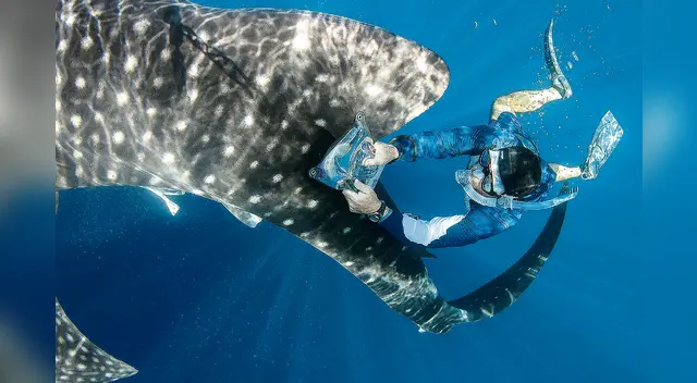 Hombre salva de morir tras nadar con tiburones por 4 horas Hombre salva de morir tras nadar con tiburones por 4 horas
