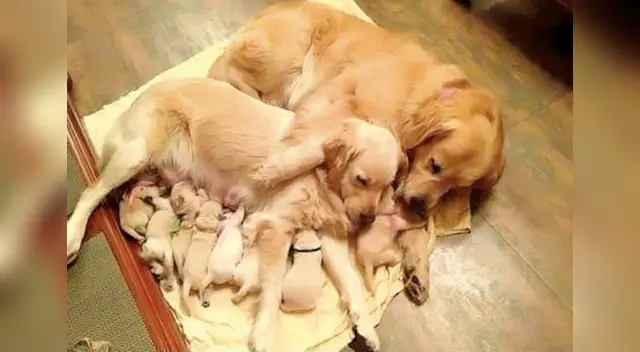 Perrito llora desconsoladamente al creer que su amigo estaba muerto Perrito llora desconsoladamente al creer que su amigo estaba muerto