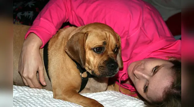 Perrito llora desconsoladamente al creer que su amigo estaba muerto Perrito llora desconsoladamente al creer que su amigo estaba muerto