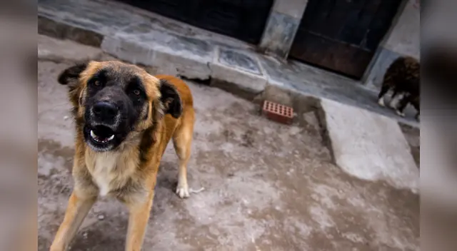 Perrito llora desconsoladamente al creer que su amigo estaba muerto Perrito llora desconsoladamente al creer que su amigo estaba muerto