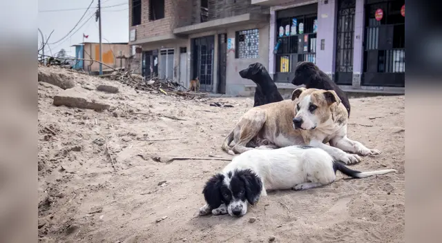 Perrito llora desconsoladamente al creer que su amigo estaba muerto Perrito llora desconsoladamente al creer que su amigo estaba muerto