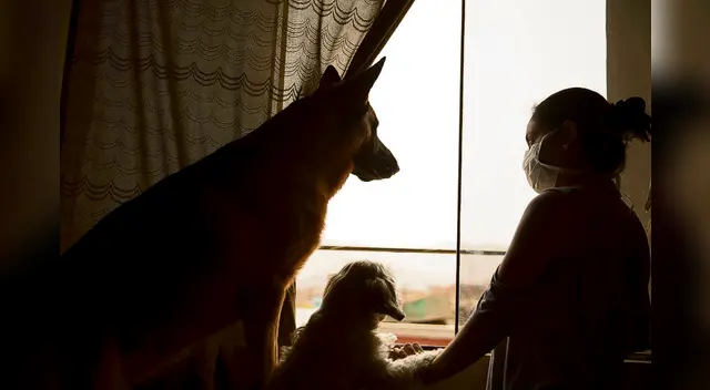 Perrito llora desconsoladamente al creer que su amigo estaba muerto Perrito llora desconsoladamente al creer que su amigo estaba muerto