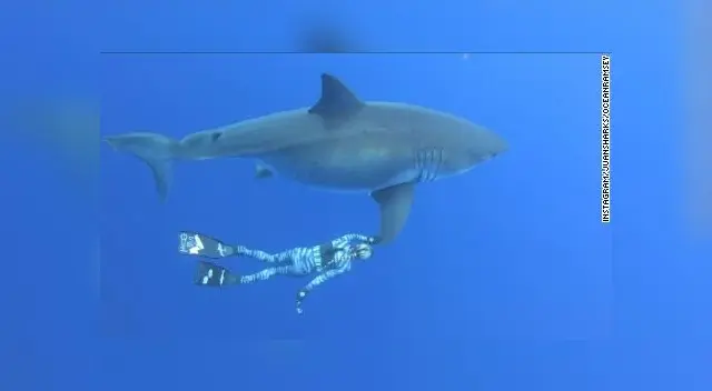 Hombre salva de morir tras nadar con tiburones por 4 horas Hombre salva de morir tras nadar con tiburones por 4 horas