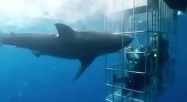 Hombre salva de morir tras nadar con tiburones por 4 horas Hombre salva de morir tras nadar con tiburones por 4 horas