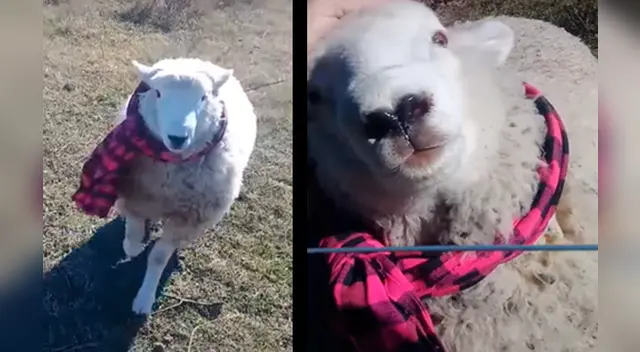 El emotivo reencuentro conmovió a miles de internautas en las redes sociales.