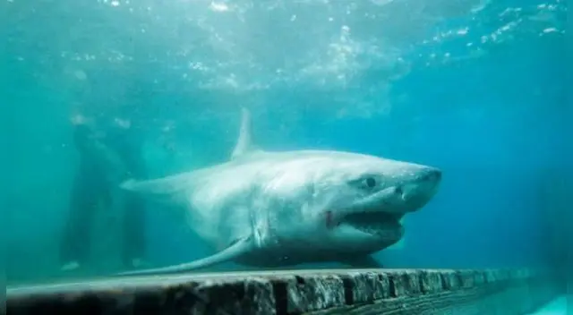 Hombre salva de morir tras nadar con tiburones por 4 horas Hombre salva de morir tras nadar con tiburones por 4 horas