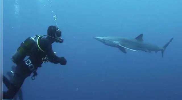 Hombre salva de morir tras nadar con tiburones por 4 horas Hombre salva de morir tras nadar con tiburones por 4 horas