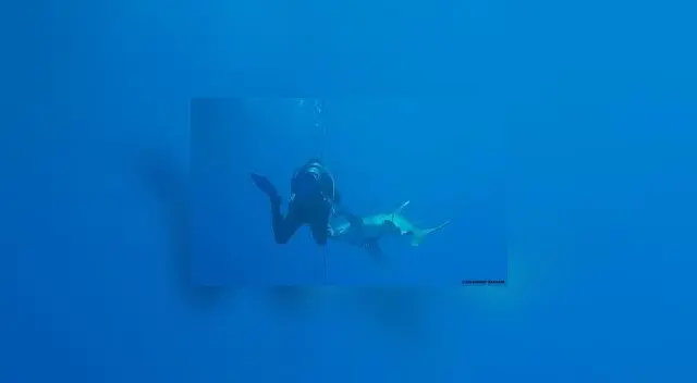 Hombre salva de morir tras nadar con tiburones por 4 horas Hombre salva de morir tras nadar con tiburones por 4 horas