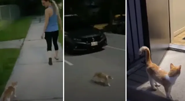 El video del gatito se convirtió en viral de TikTok. El video del gatito se convirtió en viral de TikTok.