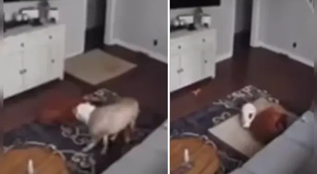 La tierna escena cautivó a los usuarios en las redes sociales. La tierna escena cautivó a los usuarios en las redes sociales.