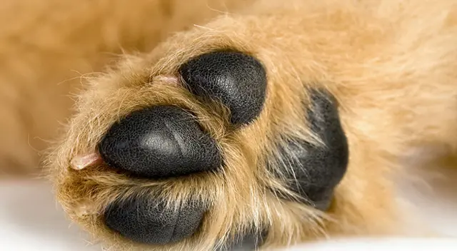 Historia del perro conmovió a todos en las redes sociales. Historia del perro conmovió a todos en las redes sociales.