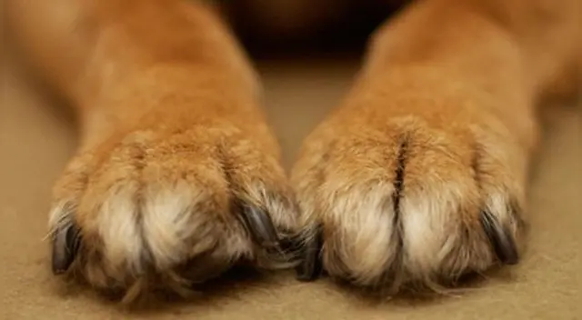 Historia del perro conmovió a todos en las redes sociales. Historia del perro conmovió a todos en las redes sociales.