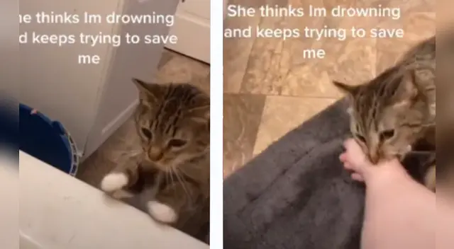 La tierna reacción de la gatita se robó el corazón de miles de usuarios en redes sociales. La tierna reacción de la gatita se robó el corazón de miles de usuarios en redes sociales.