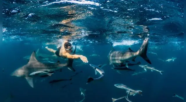 Ryan Oostryck ha ganado fama al sobrevivir a un ataque de tiburones para salvar su vida. Lamentablemente, tuvo que abandonar los cuerpos de sus padres en el océano. Ryan Oostryck ha ganado fama al sobrevivir a un ataque de tiburones para salvar su vida. Lamentablemente, tuvo que abandonar los cuerpos de sus padres en el océano.