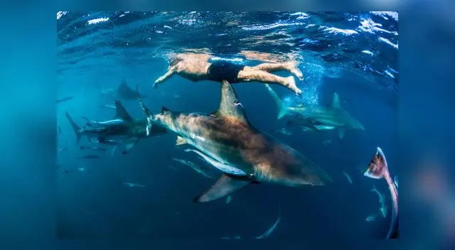 Ryan Oostryck es el australiano que ganó fama por sobrevivir en el mar, donde tuvo un accidente y tuvo que nadar junto a tiburones. Sus padres no tuvieron la misma suerte y fallecieron. Ryan Oostryck es el australiano que ganó fama por sobrevivir en el mar, donde tuvo un accidente y tuvo que nadar junto a tiburones. Sus padres no tuvieron la misma suerte y fallecieron.