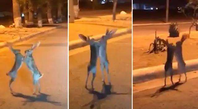 Los conejos protagonizaron tenso momento.