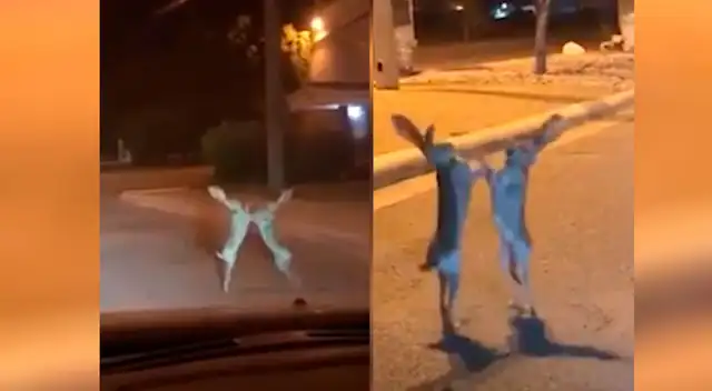 Los conejos protagonizaron tenso momento.