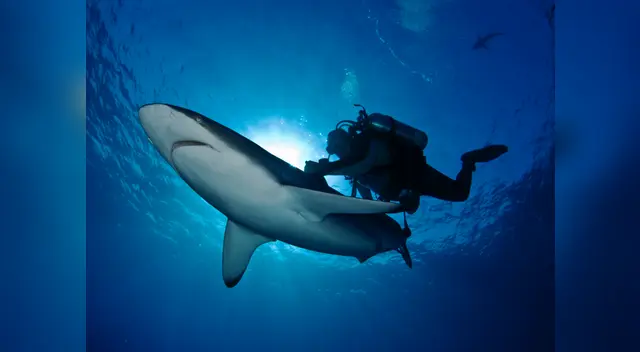 Un australiano nadó por horas junto a tiburones en el mar de Coral Bay, tras quedar varado a causa de un accidente con su barco. Un australiano nadó por horas junto a tiburones en el mar de Coral Bay, tras quedar varado a causa de un accidente con su barco.