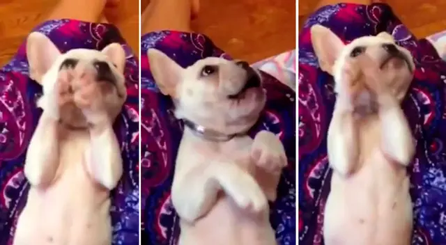 Perrito aplaude al escuchar cantar a su dueña y enternece las redes sociales Perrito aplaude al escuchar cantar a su dueña y enternece las redes sociales