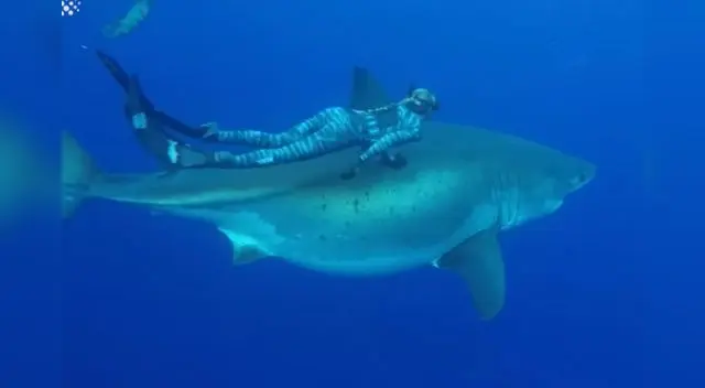 Un australiano dejó en shock a todos al aguantar horas en el mar junto a tiburones, tras quedar varado por un accidente de barco en Coral Bay. Un australiano dejó en shock a todos al aguantar horas en el mar junto a tiburones, tras quedar varado por un accidente de barco en Coral Bay.